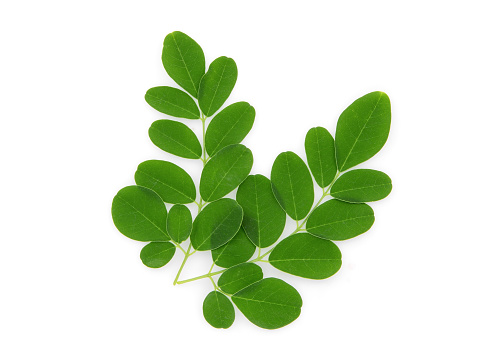 moringa leaves on a white background
